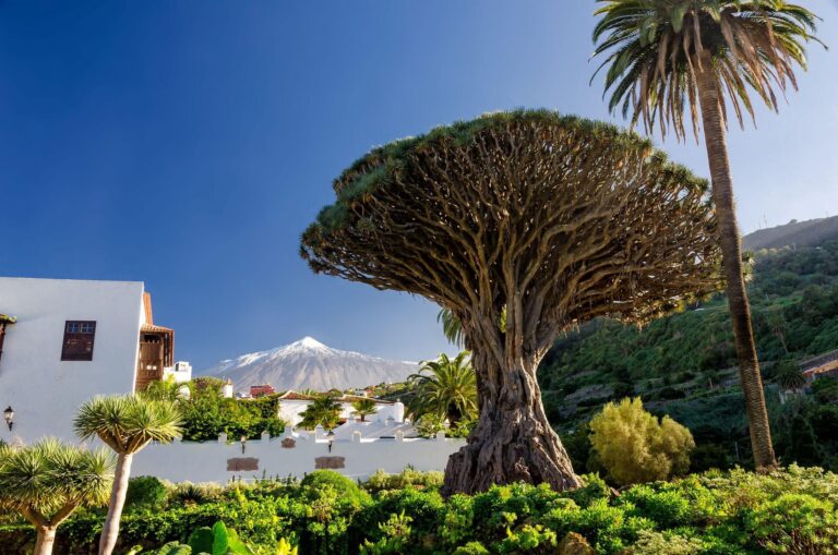 Teneriffa Drachenbaum